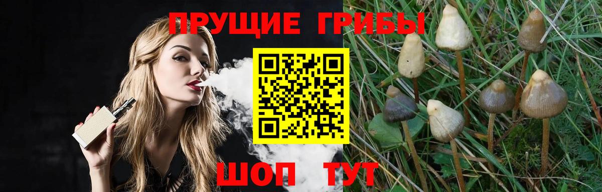 Псилоцибиновые грибы Psilocybine cubensis Менделеевск